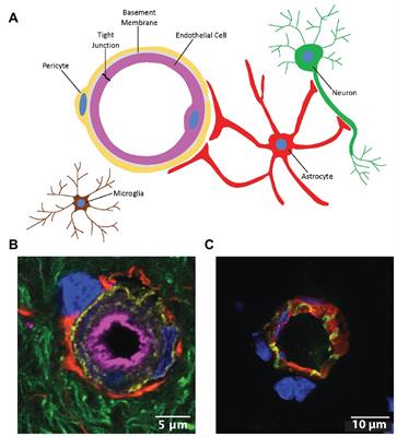 Structure, Function, and Regulation of the Blood-Brain Barrier Tight Junction in Central Nervous System Disorders